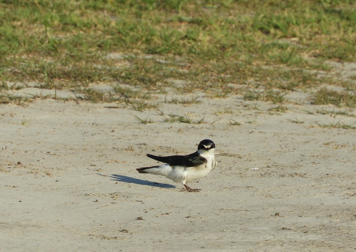 Hirondelle à diadème - ML643222622