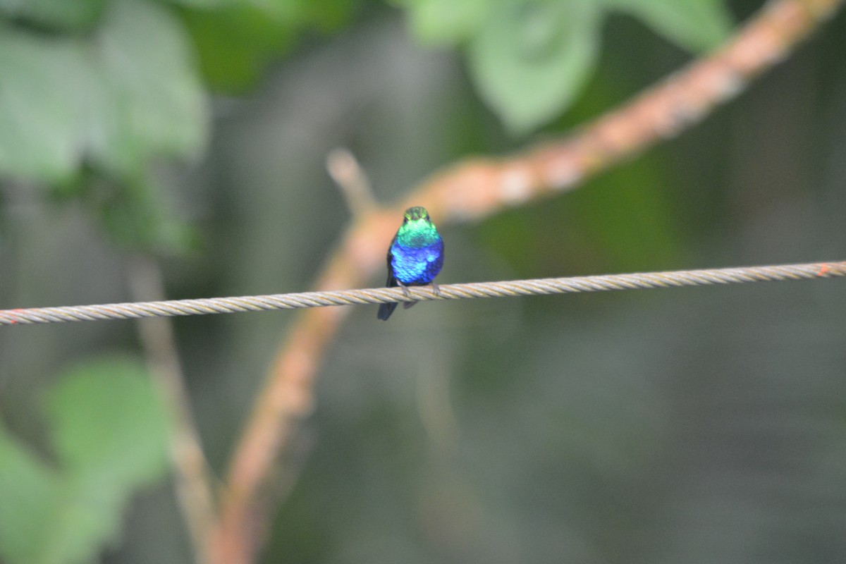 Violet-bellied Hummingbird - ML643222627