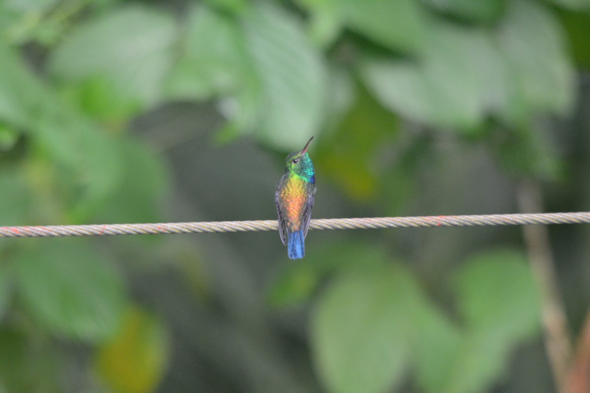 Violet-bellied Hummingbird - ML643222628