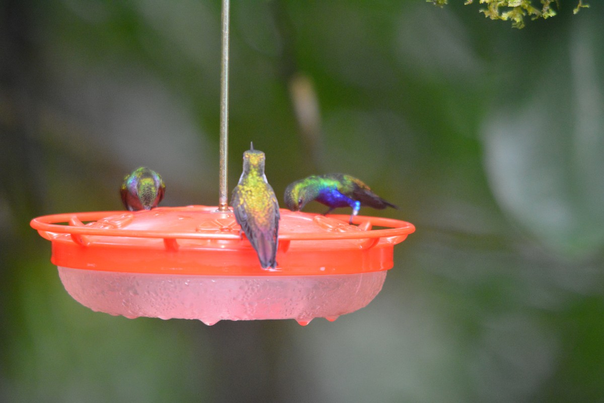 Snowy-bellied Hummingbird - ML643222661
