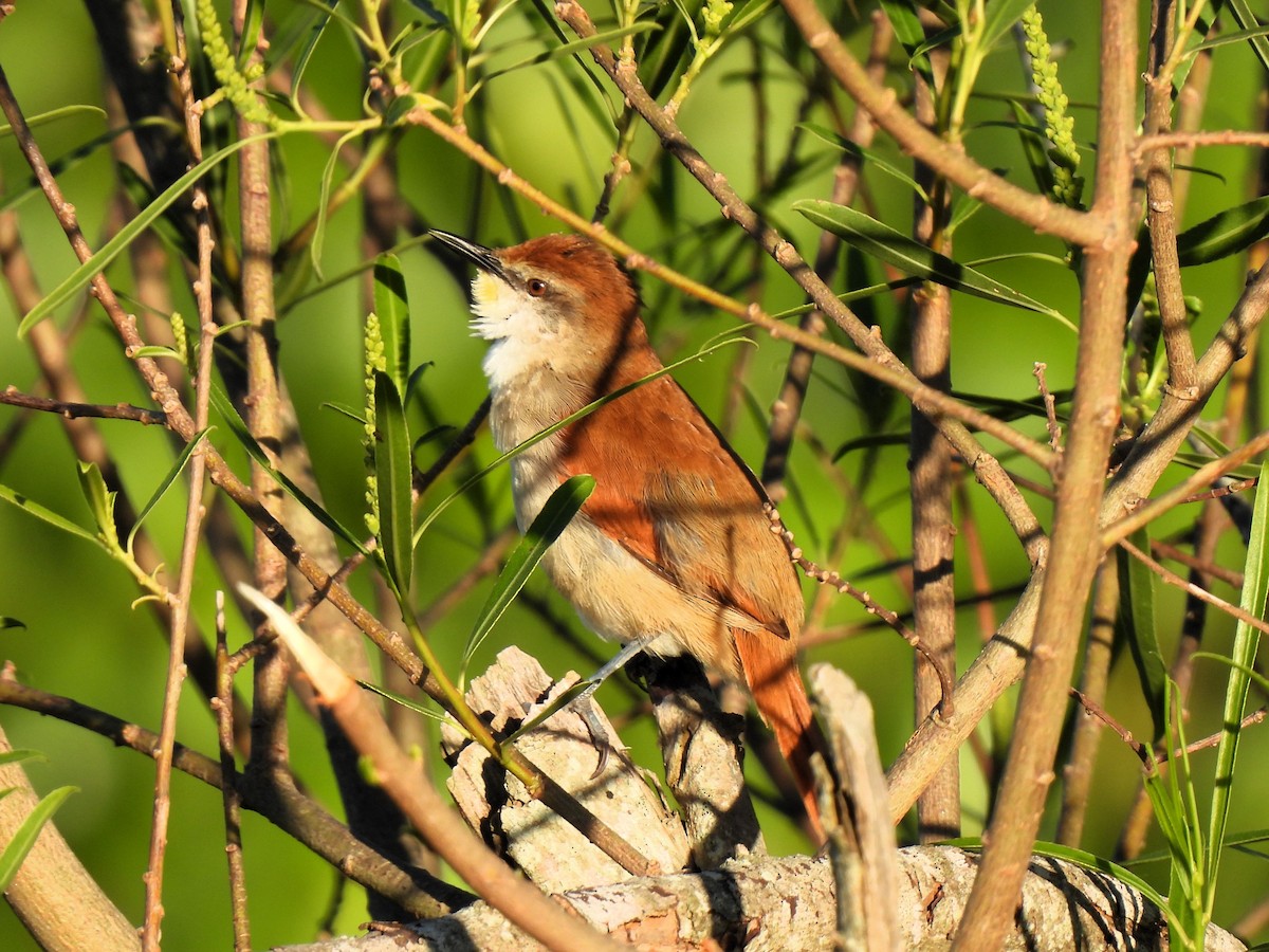 キバシリカマドドリ - ML643222669