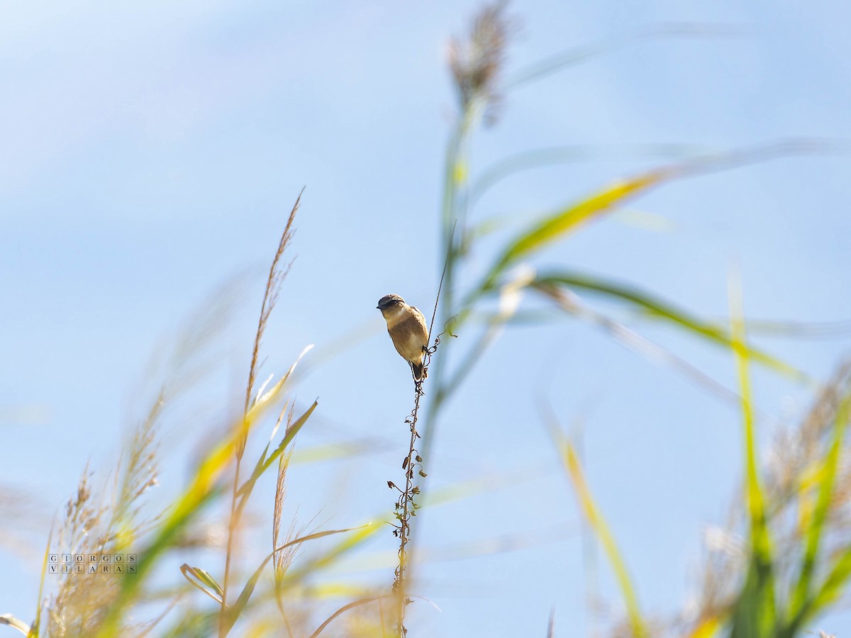 Whinchat - ML643222679