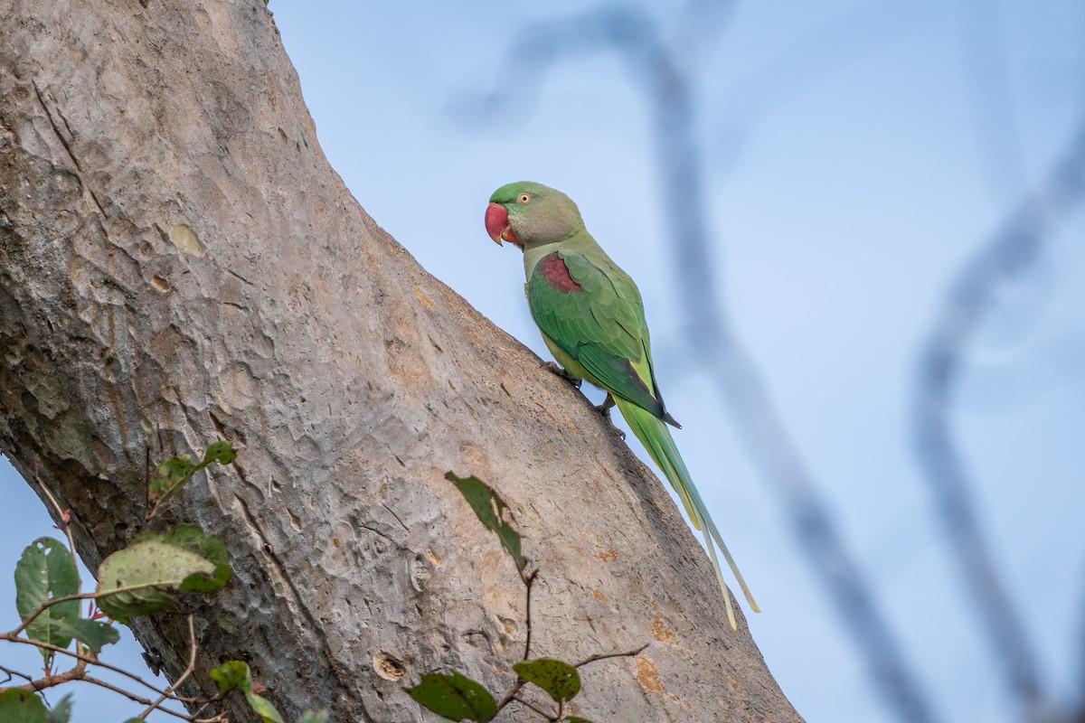 Alexandrine Parakeet - ML643222733