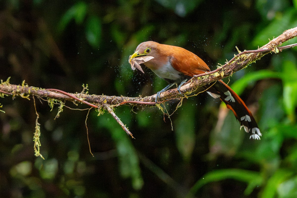 Squirrel Cuckoo - ML643222735