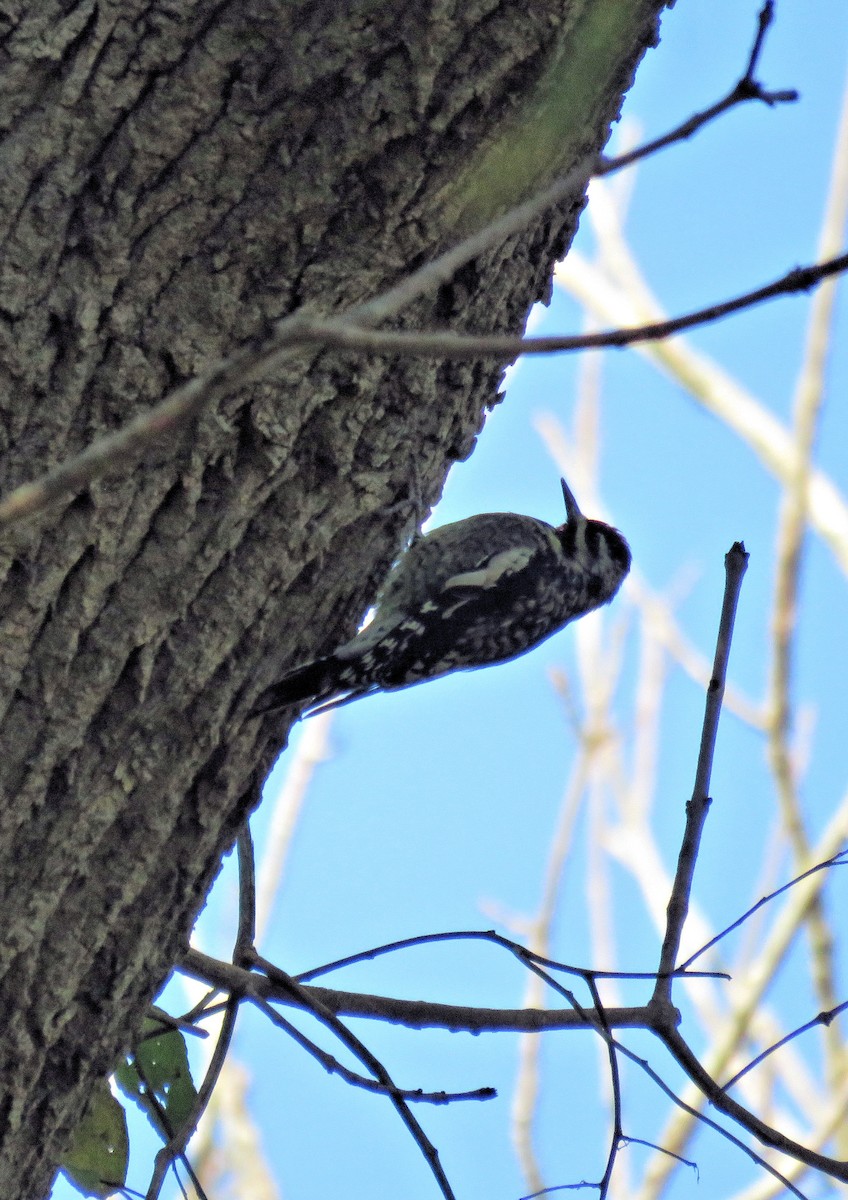 Yellow-bellied Sapsucker - ML643222764