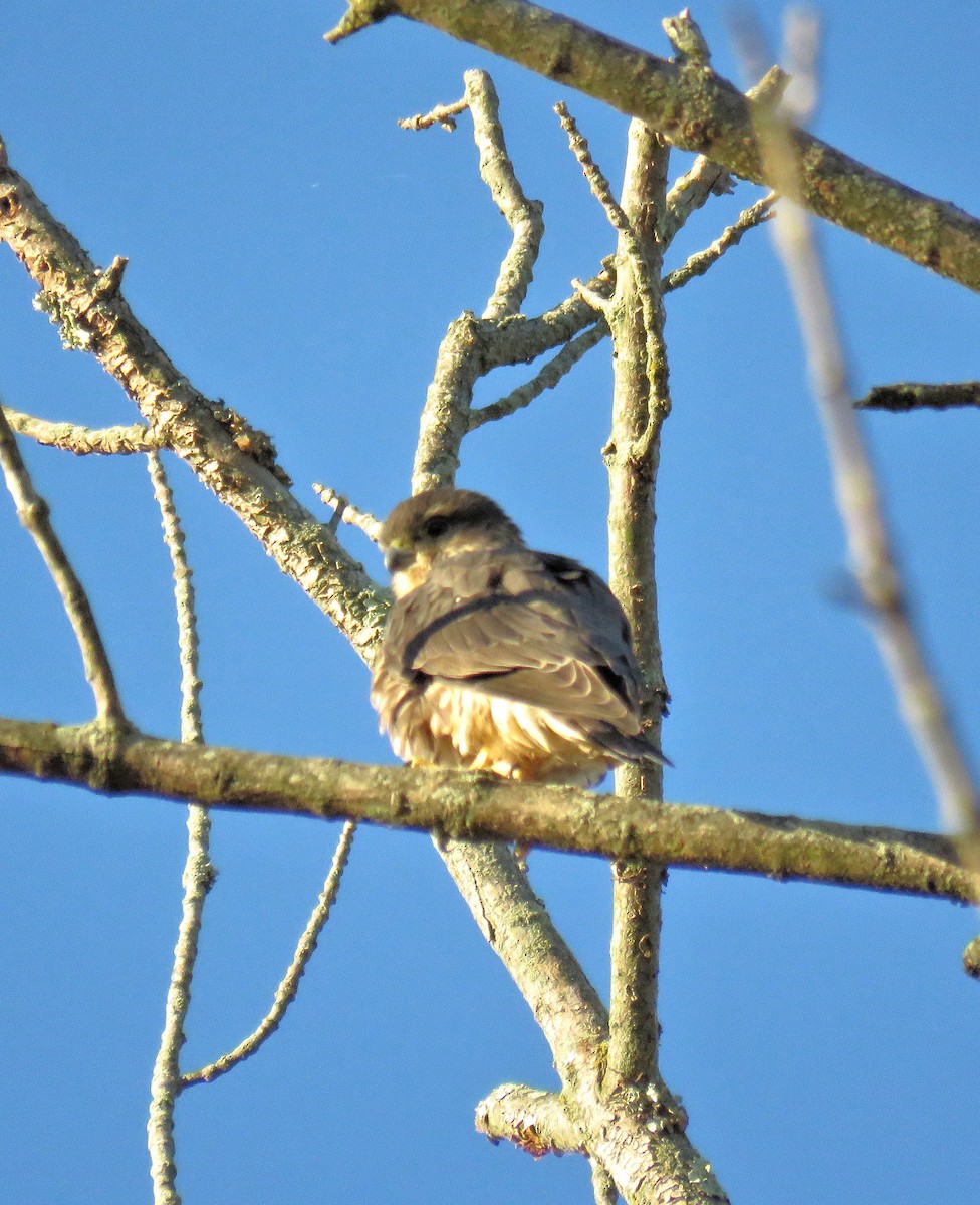 Merlin - ML643222769