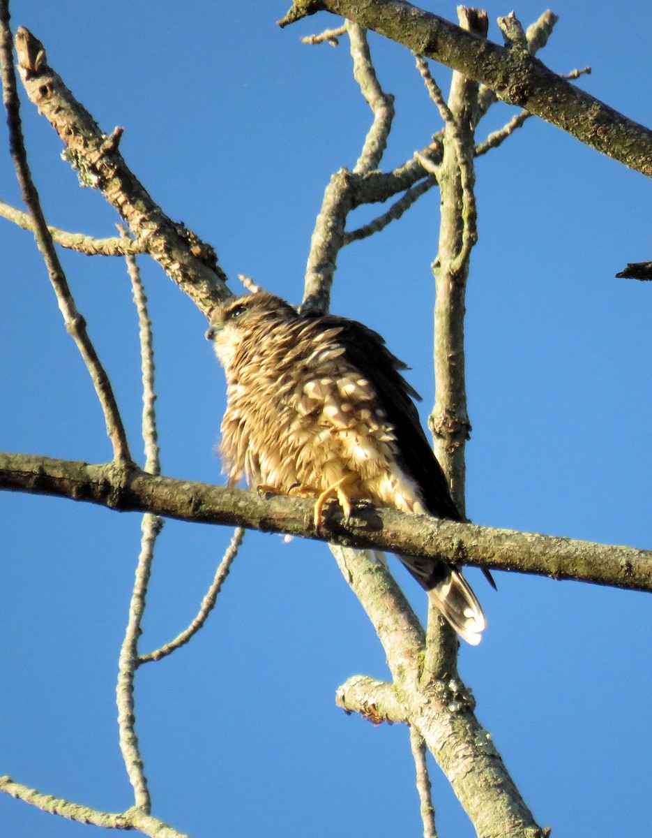Merlin - ML643222770