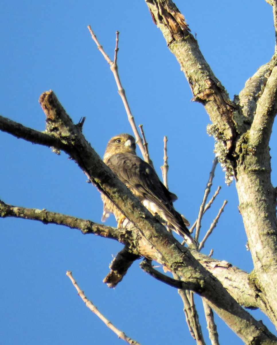 Merlin - ML643222771