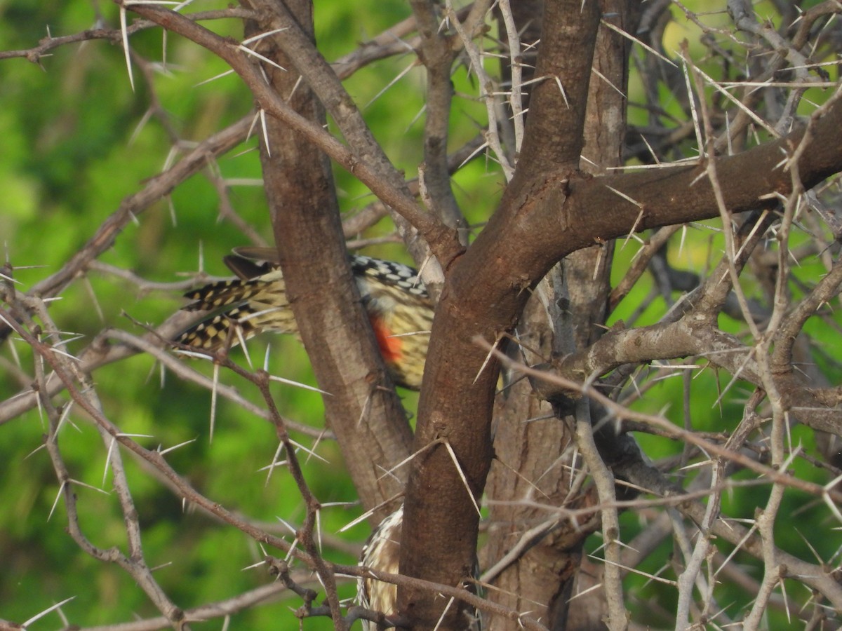 Yellow-crowned Woodpecker - ML643222773
