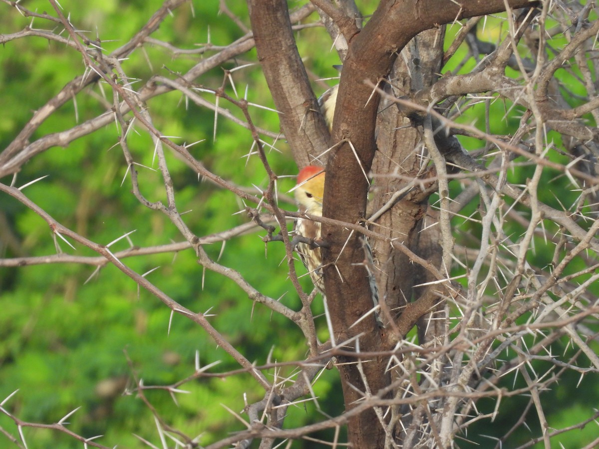 Yellow-crowned Woodpecker - ML643222774