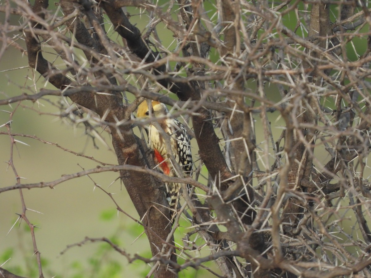Yellow-crowned Woodpecker - ML643222775