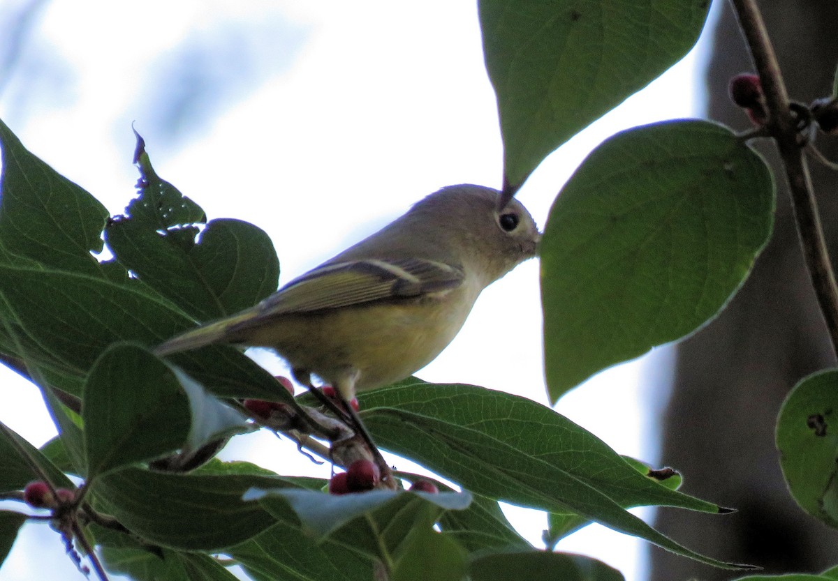 Ruby-crowned Kinglet - ML643222783