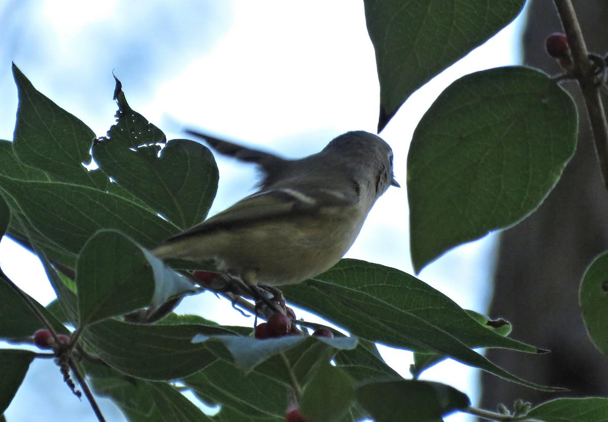 Ruby-crowned Kinglet - ML643222784