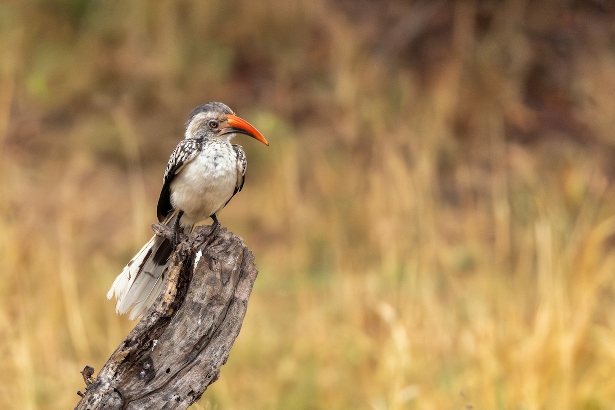 Southern Red-billed Hornbill - ML643222785