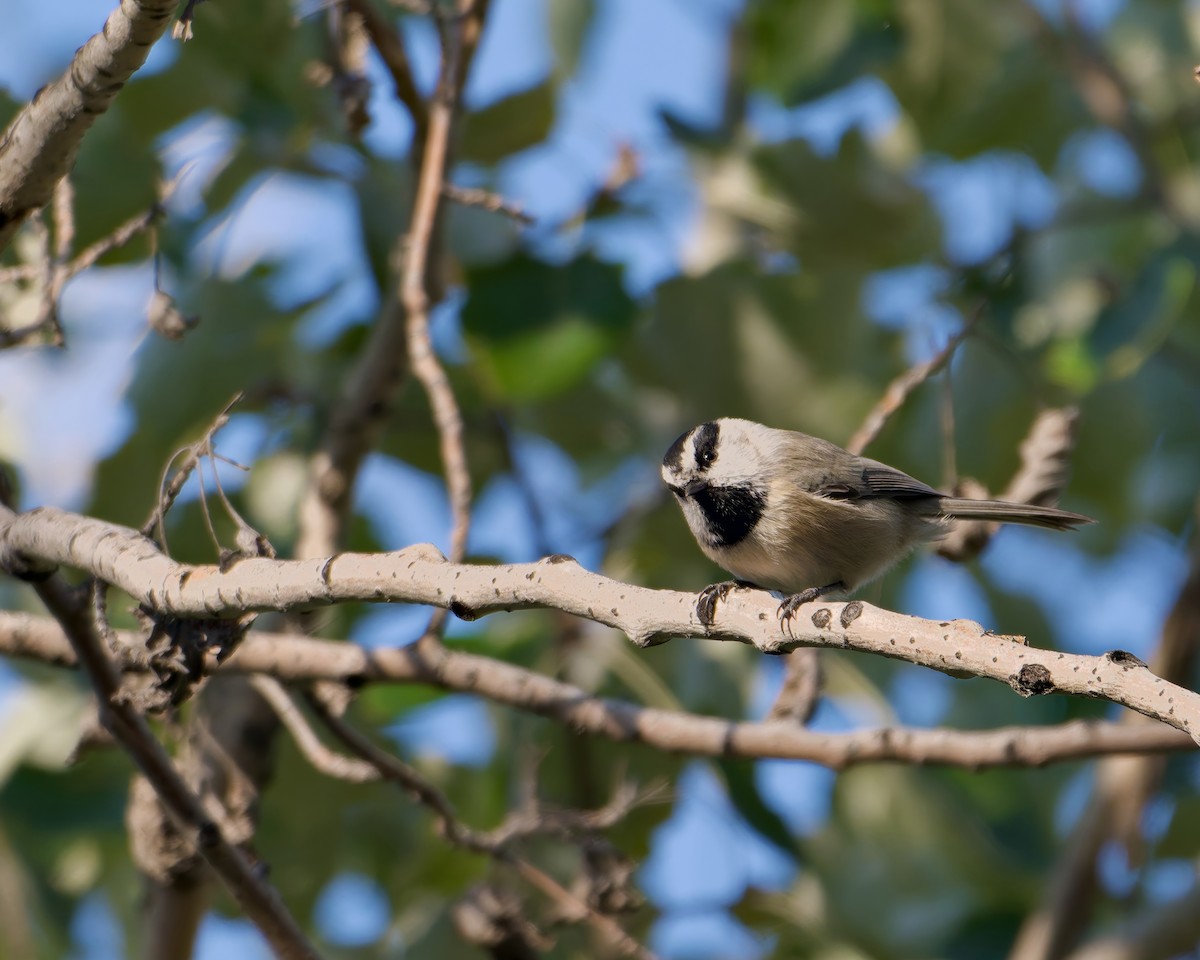 sýkora horská - ML643222792