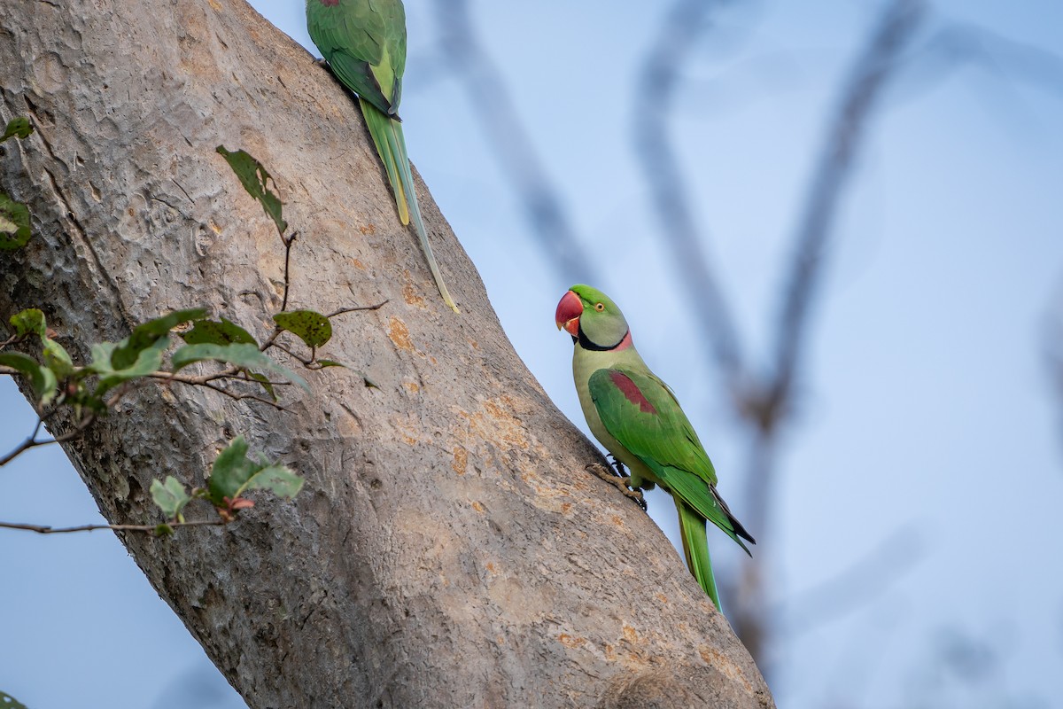 Alexandrine Parakeet - ML643222793