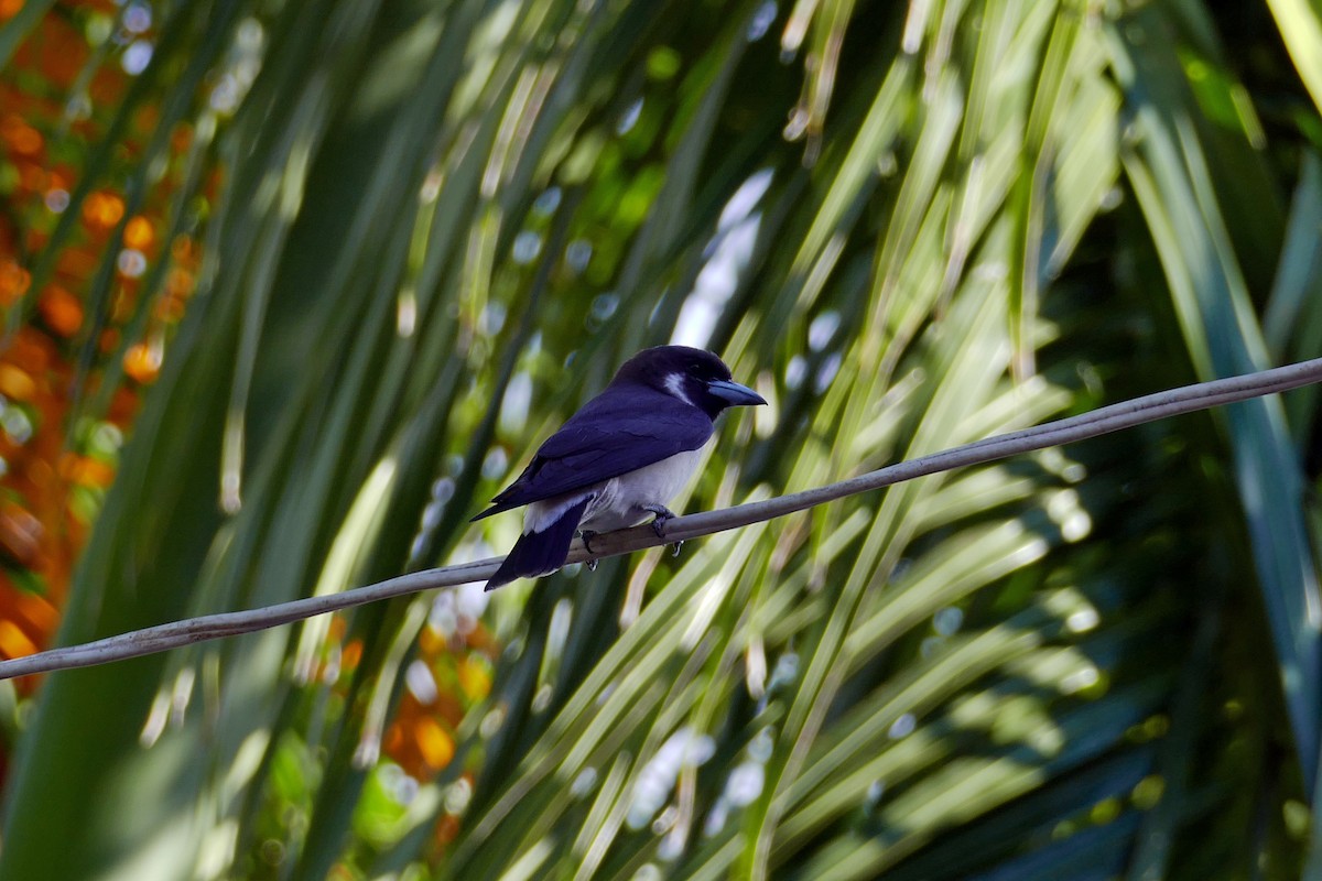 Fiji Woodswallow - ML643222794