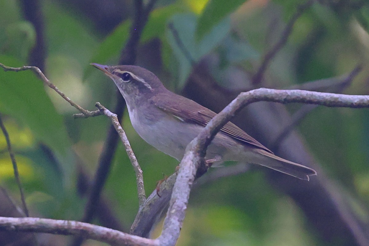 Arctic Warbler - ML643222796
