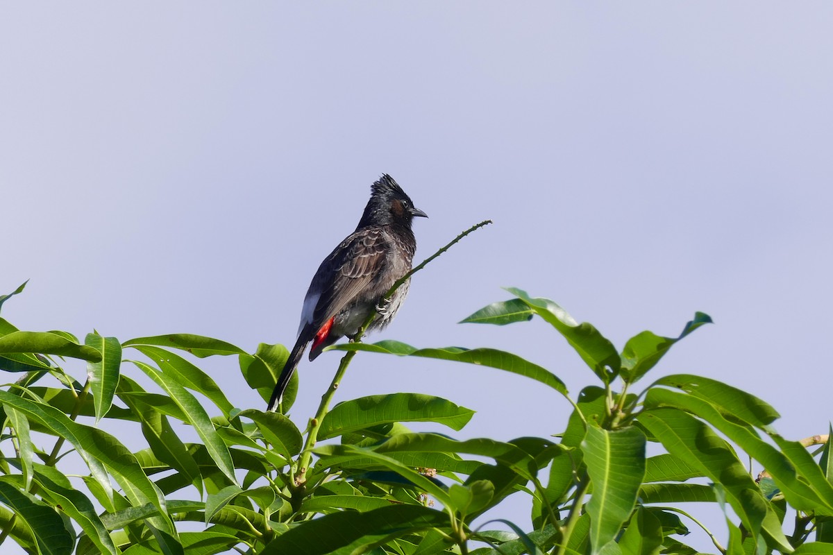 Red-vented Bulbul - ML643222801