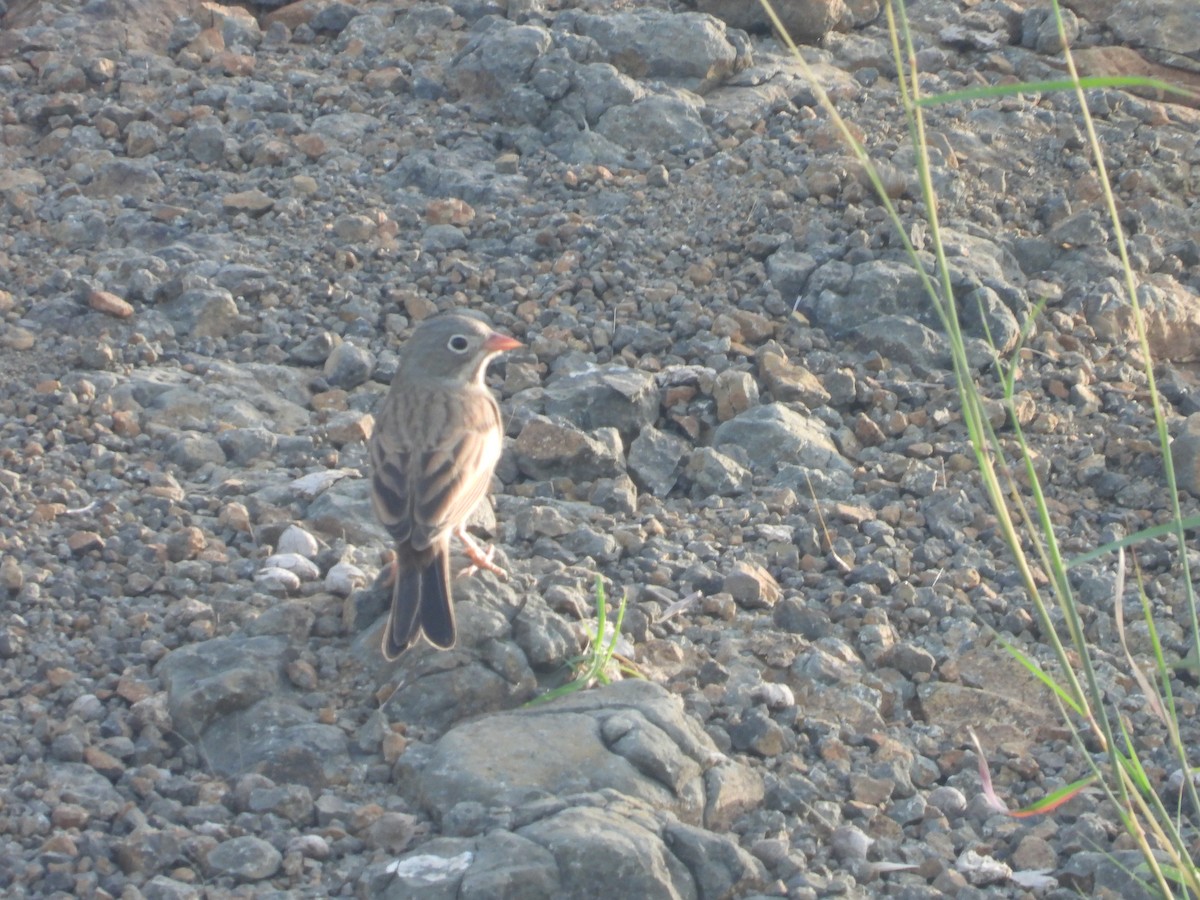 Gray-necked Bunting - ML643222805