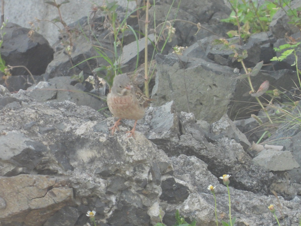 Gray-necked Bunting - ML643222806