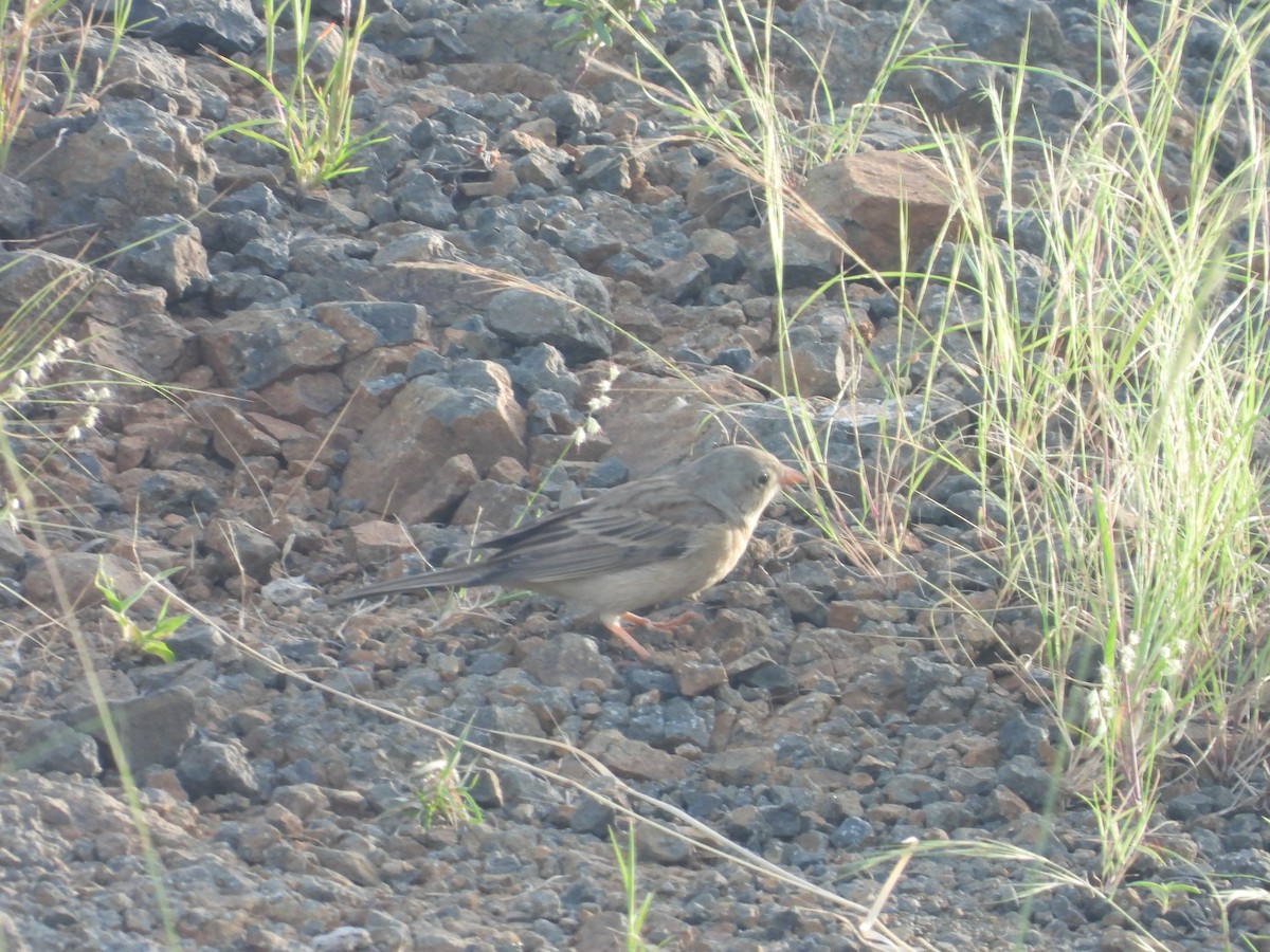 Gray-necked Bunting - ML643222807