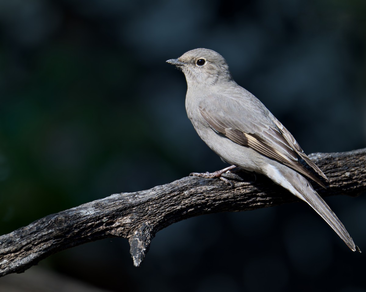 lesňák západní - ML643222813