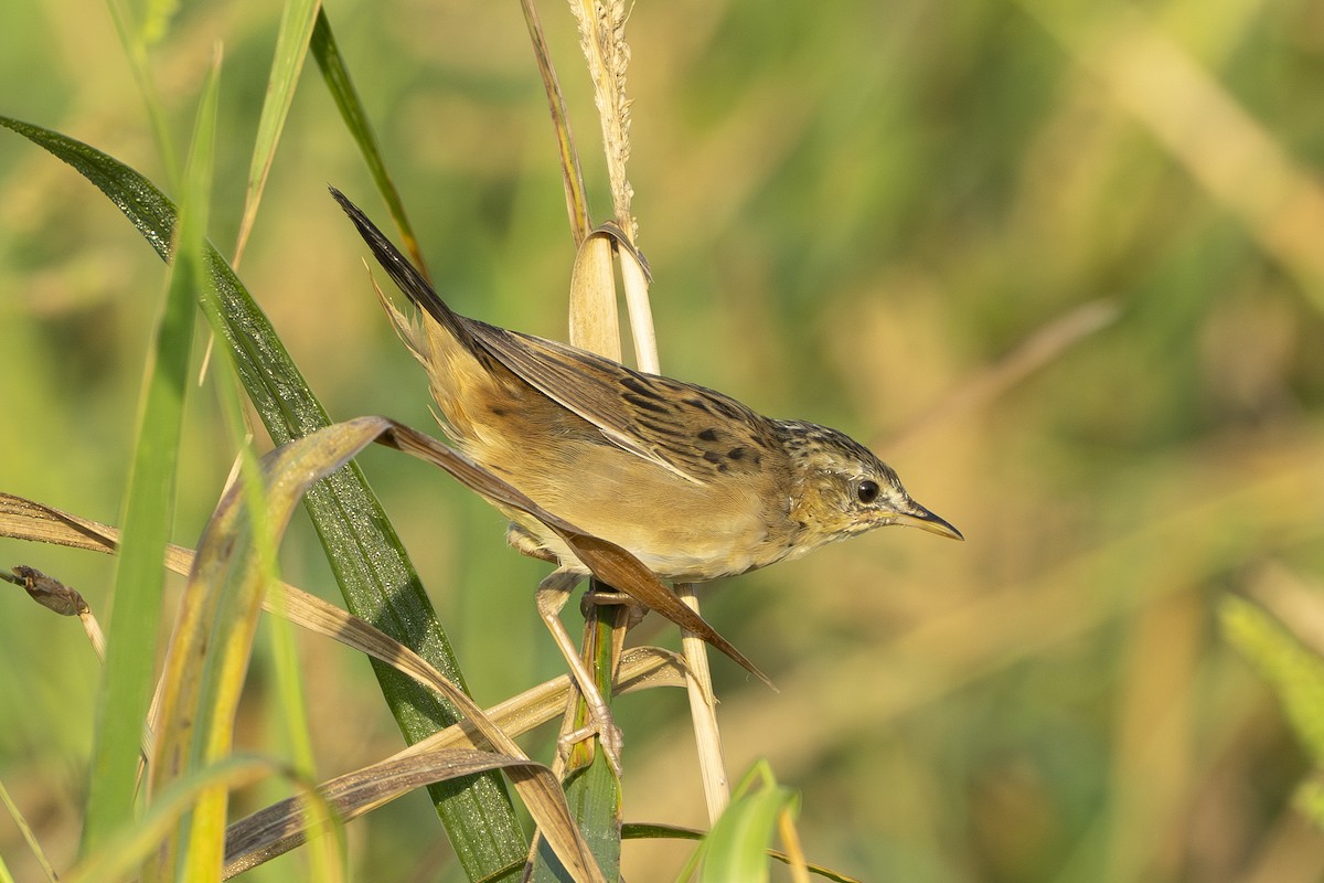 Pallas's Grasshopper Warbler - ML643222817