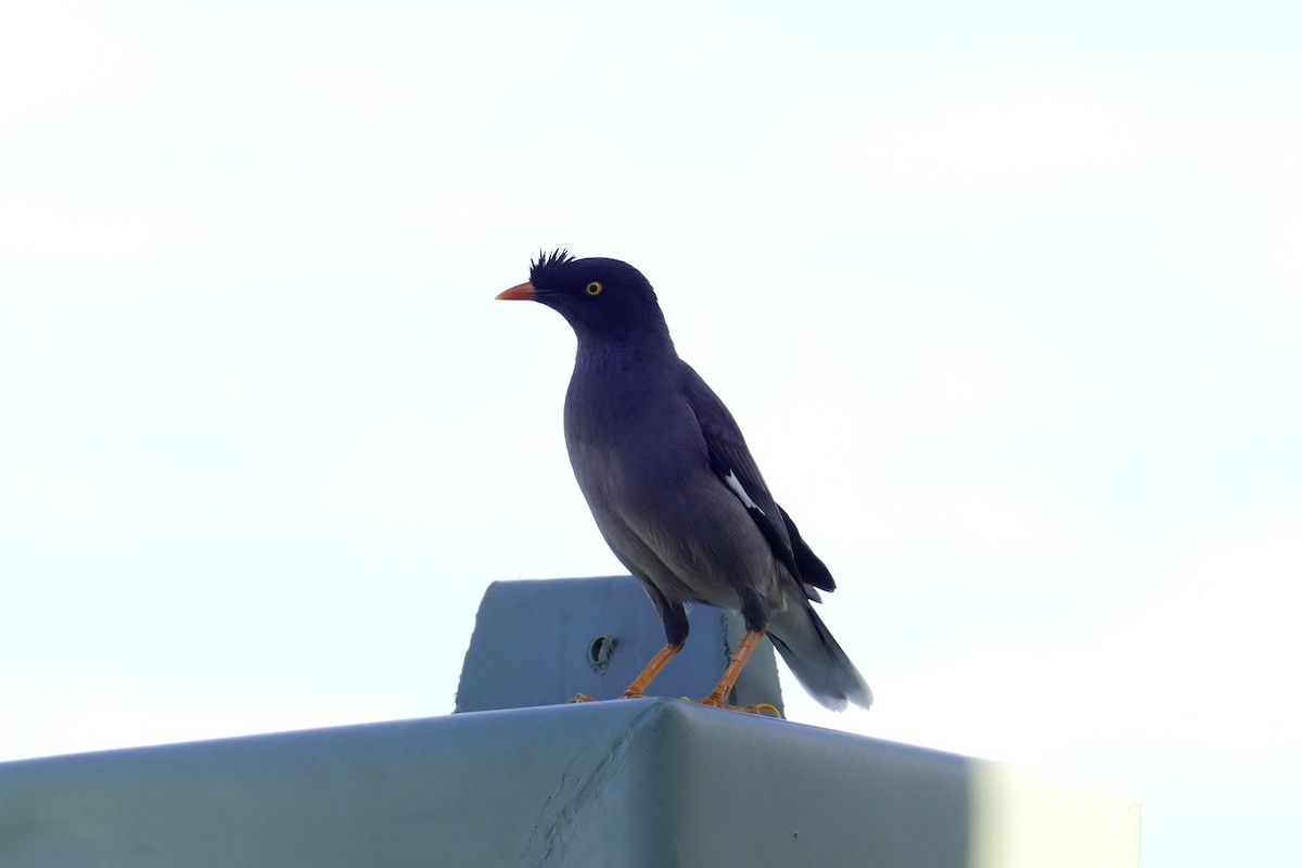 Jungle Myna - ML643222818