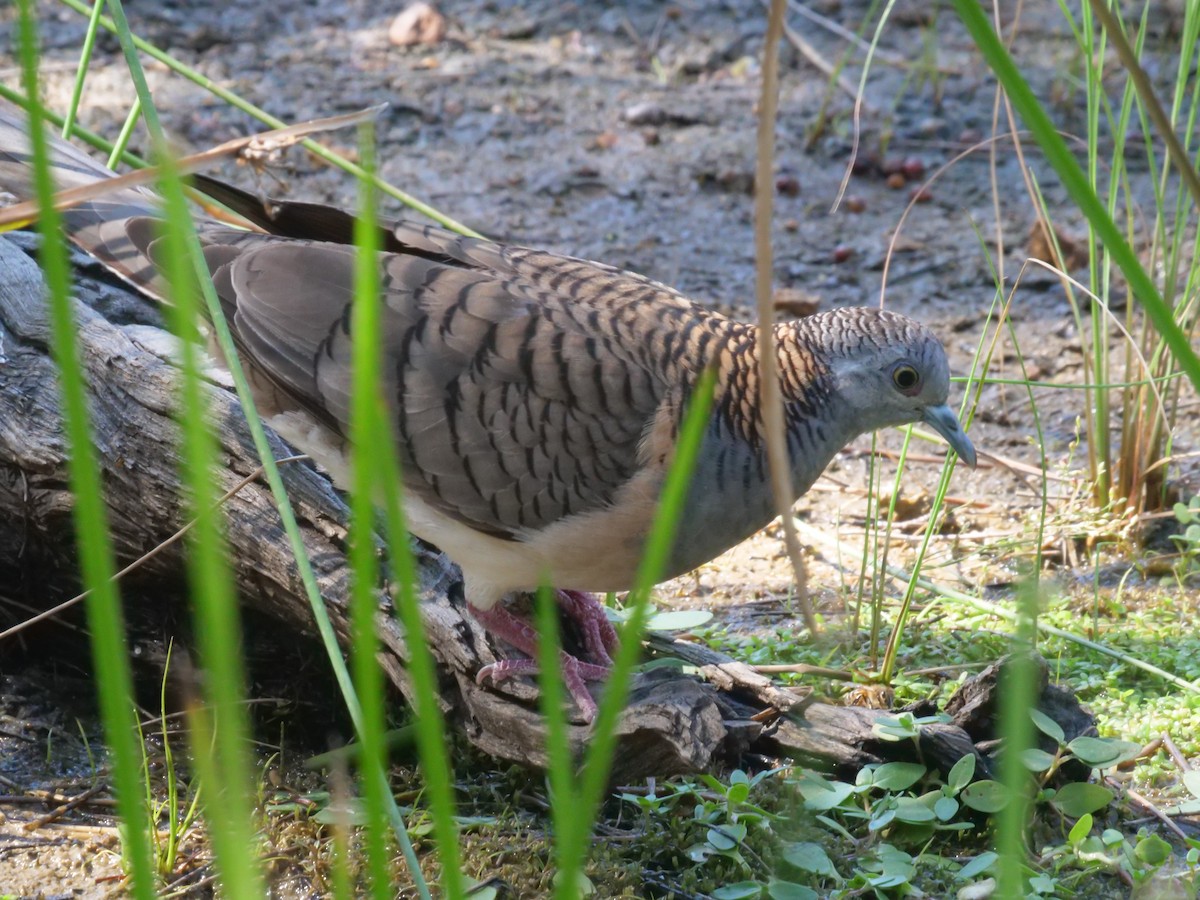 Bar-shouldered Dove - ML643222829