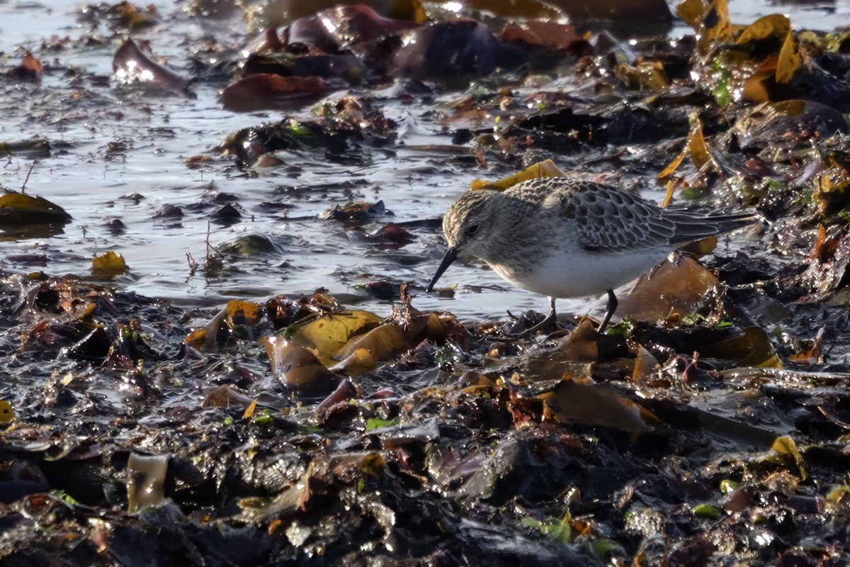 Baird's Sandpiper - ML643222843
