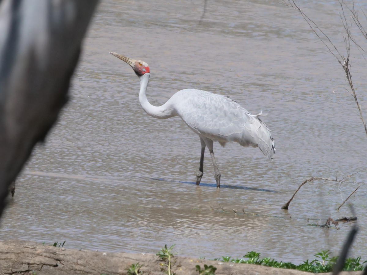 Brolga - ML643222846