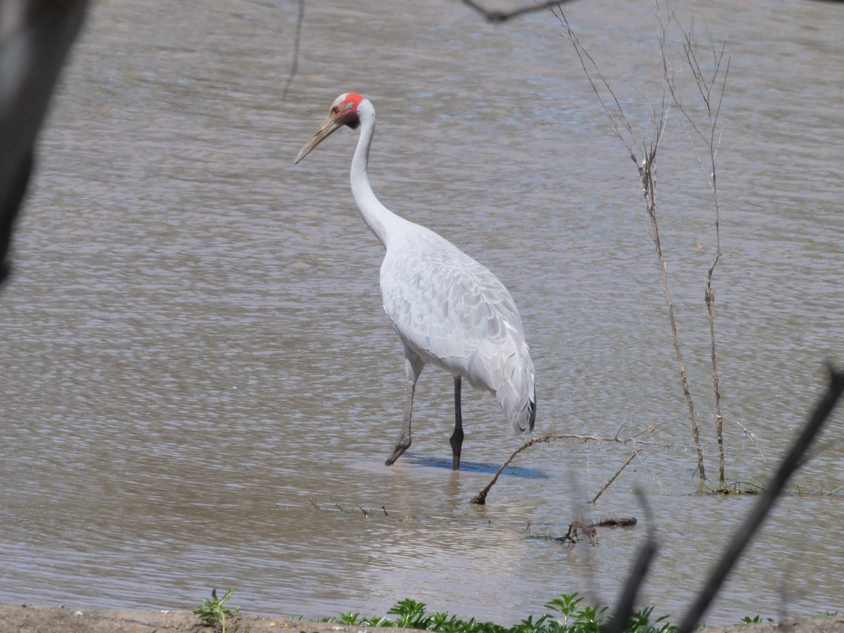 Brolga - ML643222847