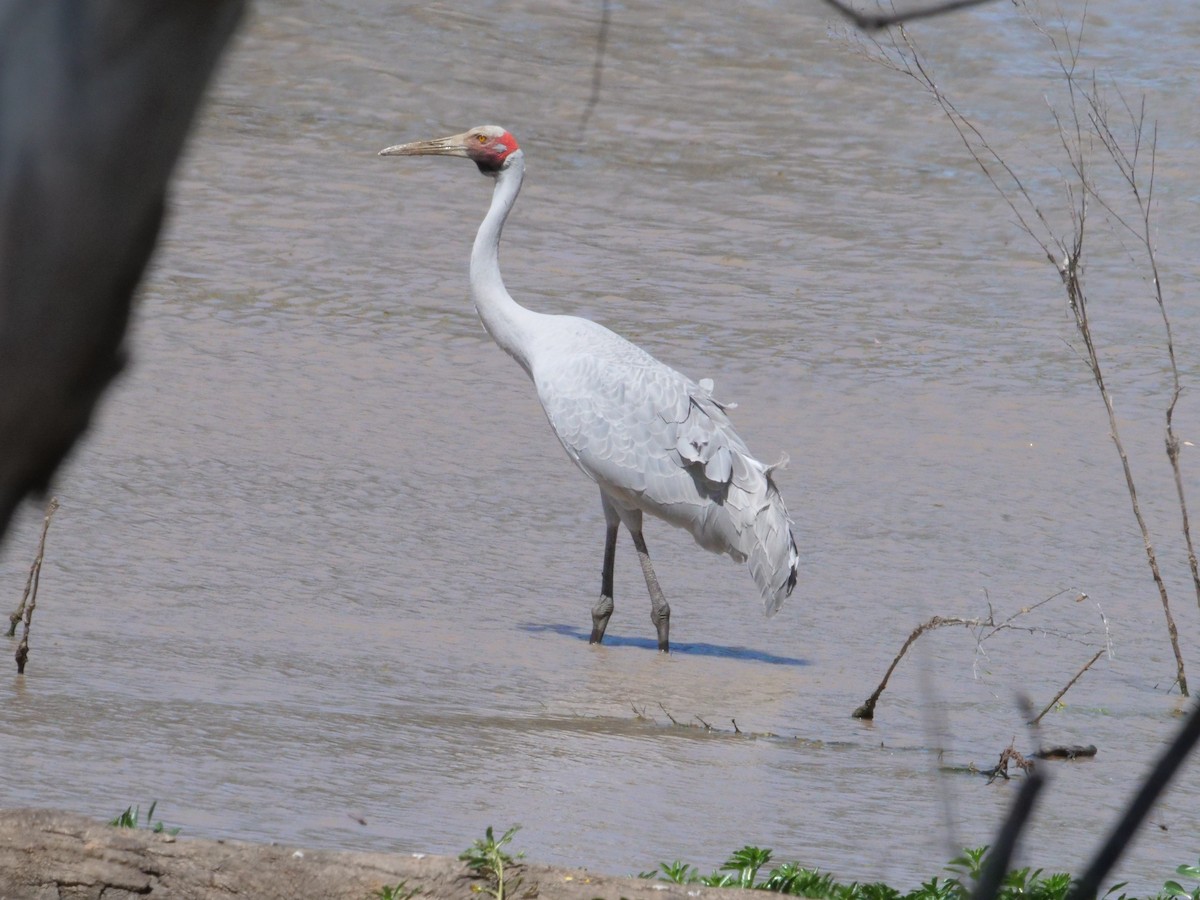 Brolga - ML643222848