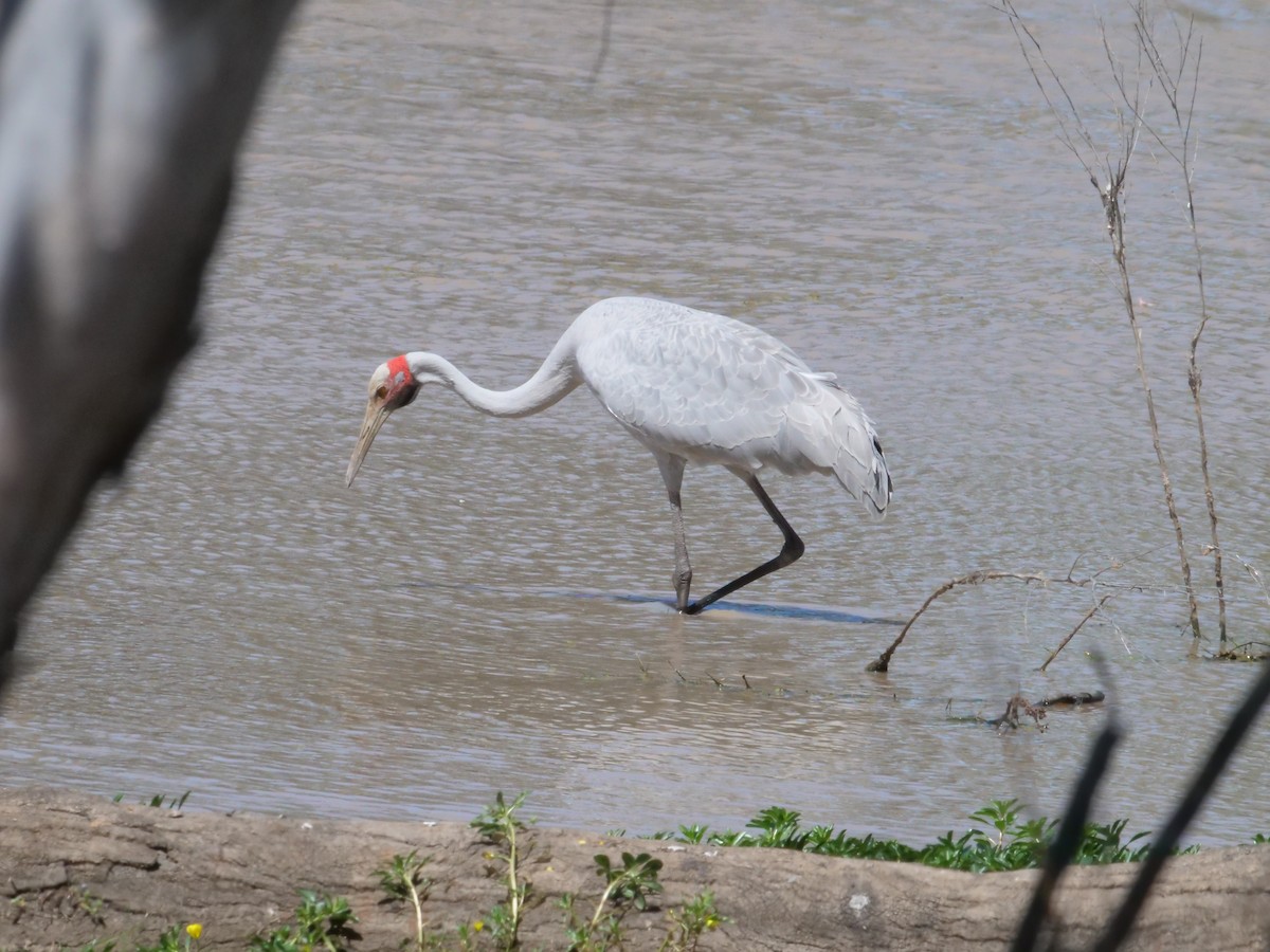 Brolga - ML643222849