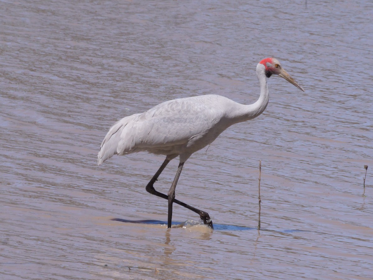 Brolga - ML643222850