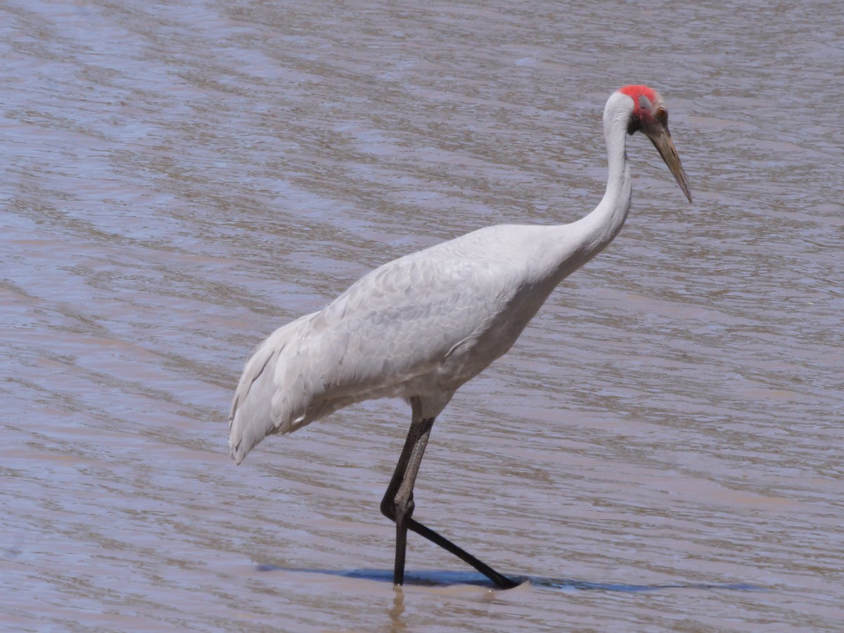 Brolga - ML643222851