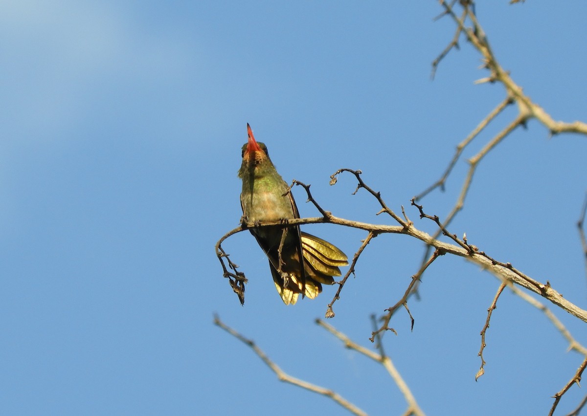 Gilded Hummingbird - ML643222857