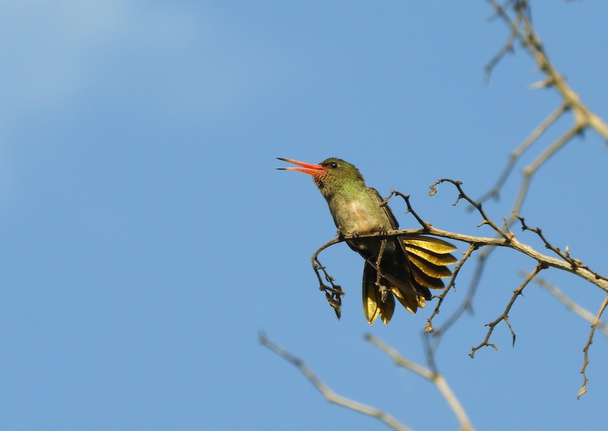 Gilded Hummingbird - ML643222858