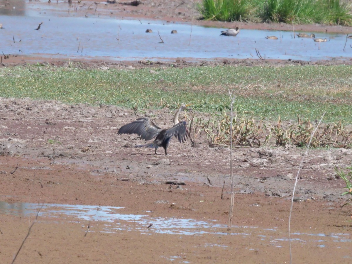 Australasian Darter - ML643222859