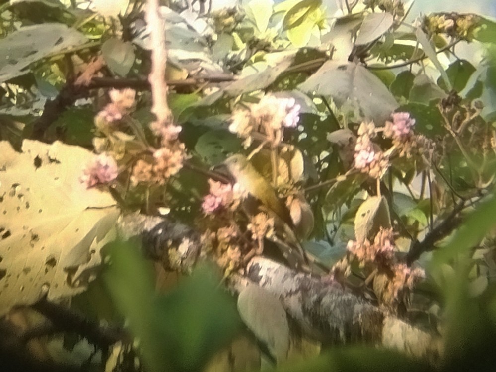 Sunda Honeyeater - ML643222873
