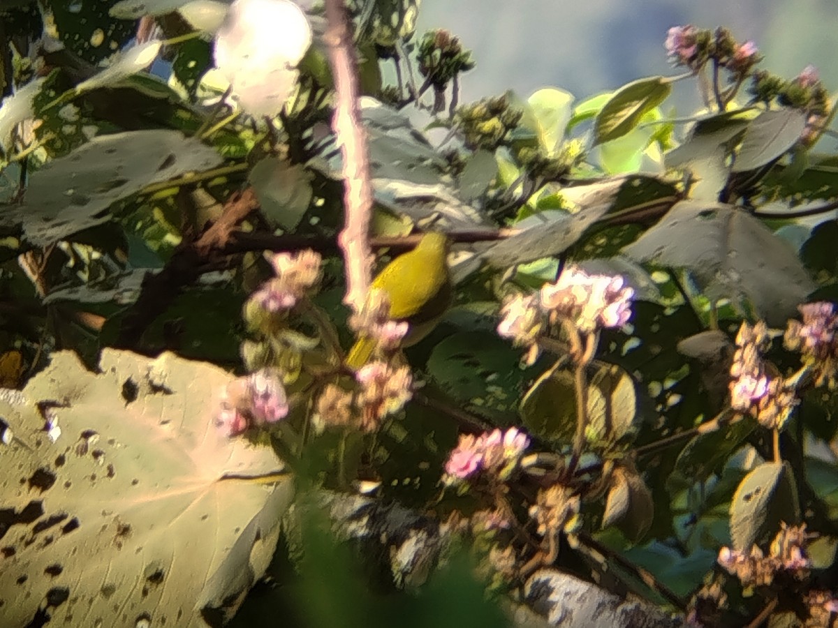 Sunda Honeyeater - ML643222874
