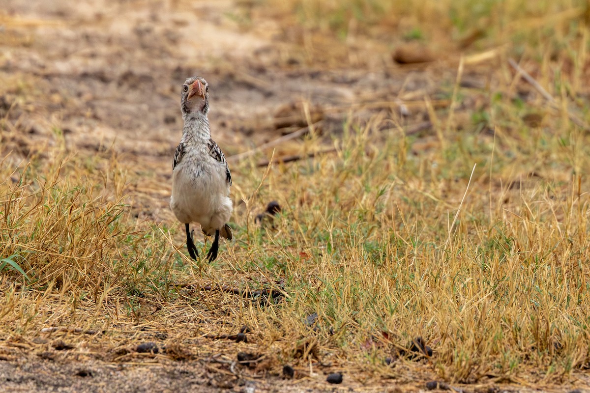 Southern Red-billed Hornbill - ML643222879
