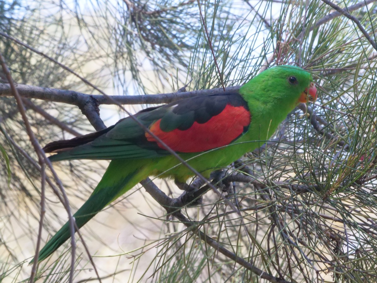 Red-winged Parrot - ML643222919