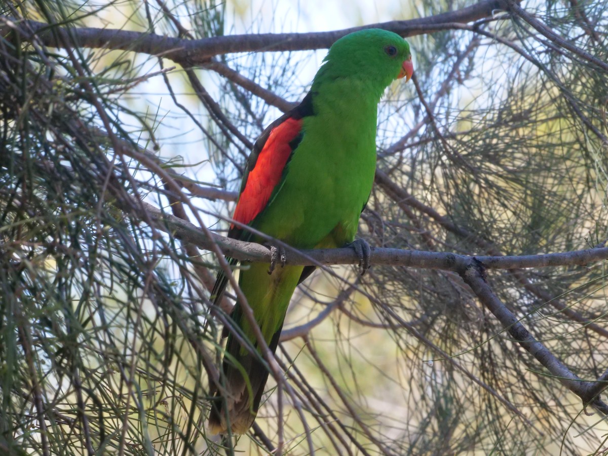 Red-winged Parrot - ML643222920