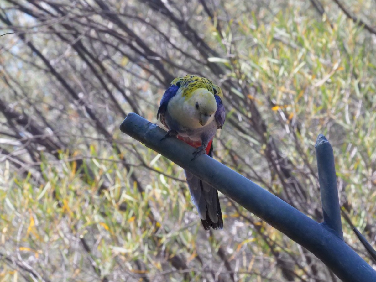 Pale-headed Rosella - ML643222931