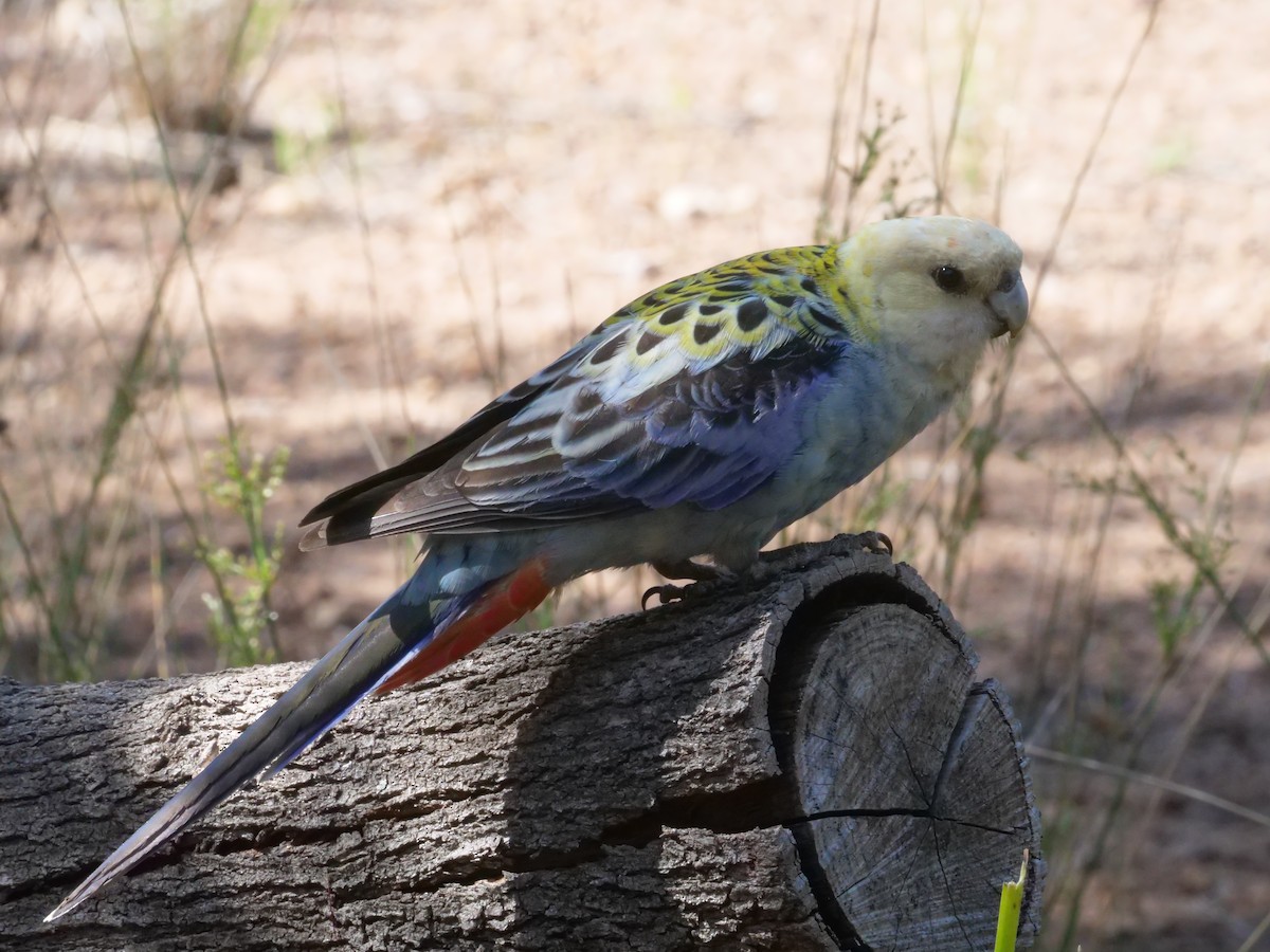 Pale-headed Rosella - ML643222932