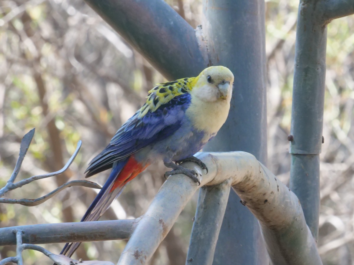 Pale-headed Rosella - ML643222933