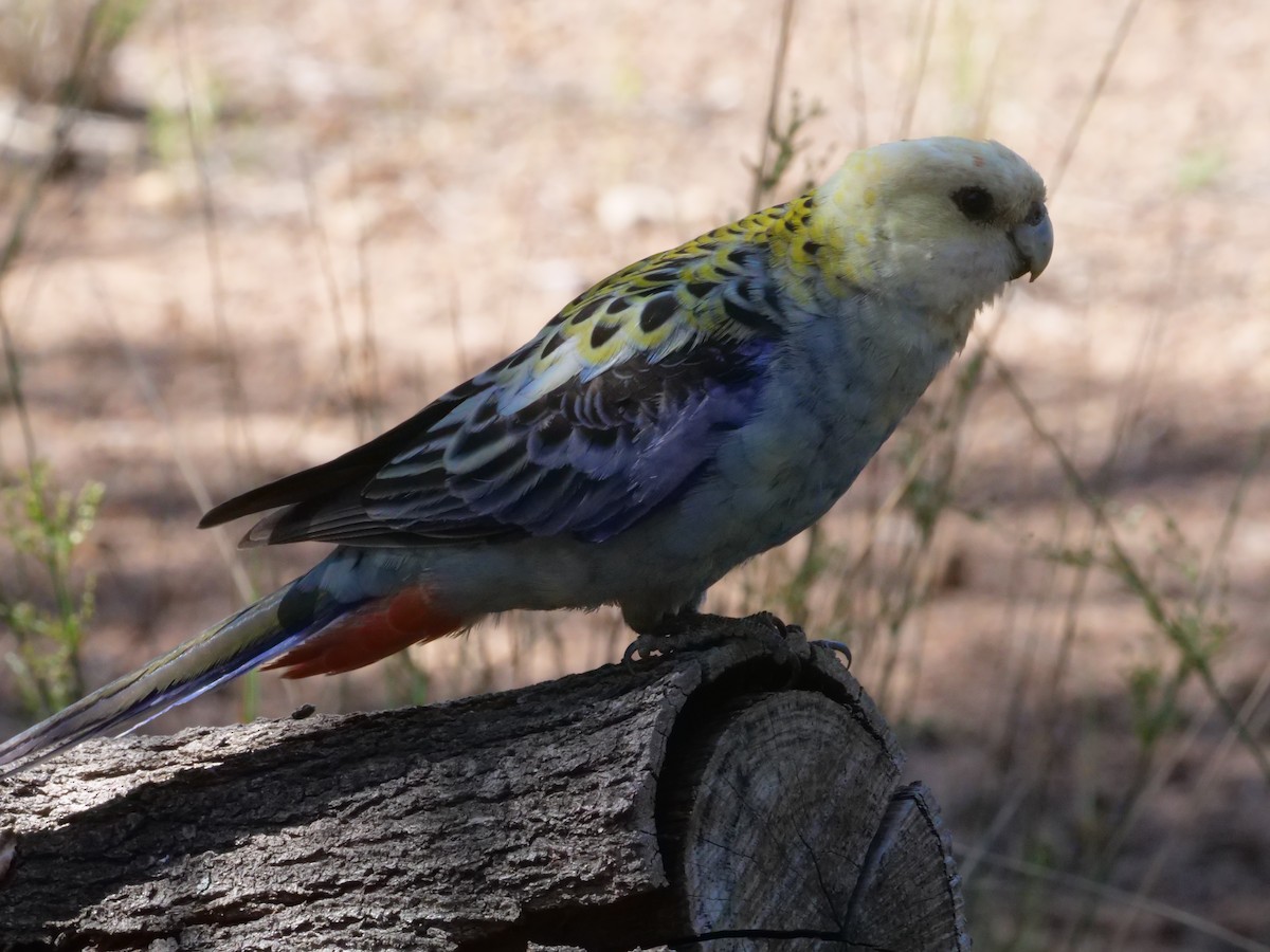 Pale-headed Rosella - ML643222934