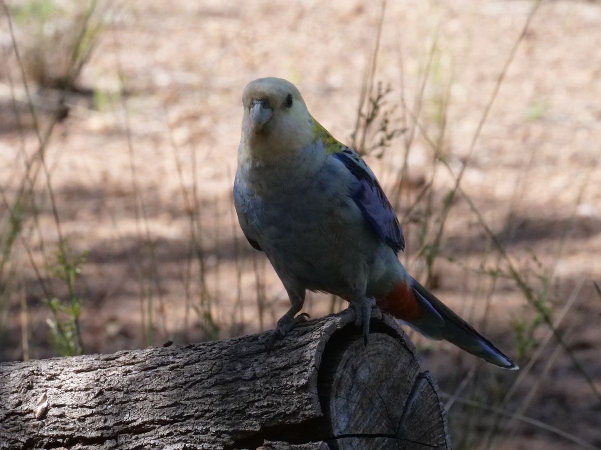 Pale-headed Rosella - ML643222935